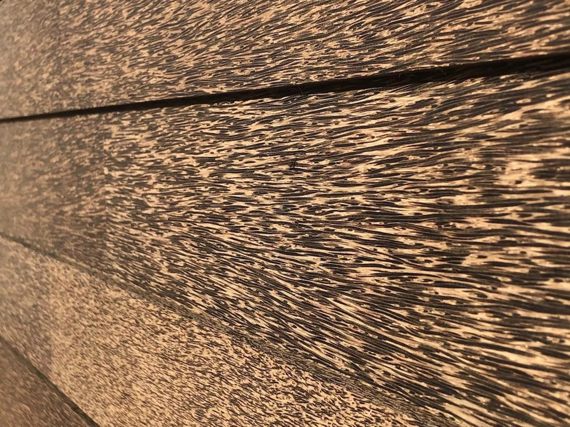 PalmShell-2.jpg